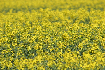 rape field
