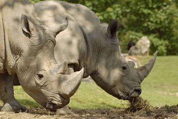 Fototapeta premium Repas de Rhinocéros blanc