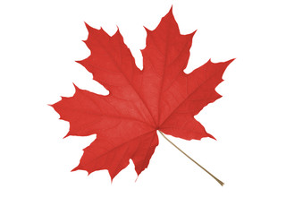 maple leaf