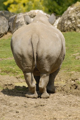 Naklejka premium Derrière de rhinocéros blanc