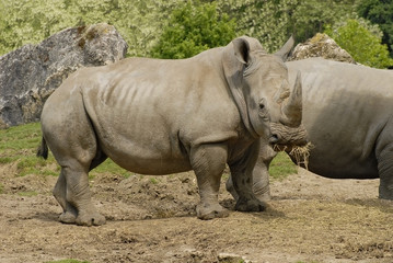 Fototapeta premium Rhinocéros blanc qui mange