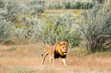 Afrikanischer Löwe (Panthera leo)