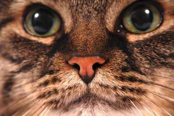 kot © Krzysztof Budziakows