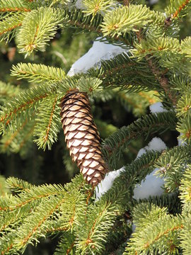 C&ocirc;ne de sapin.