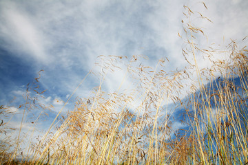 Dry grass