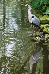 Grey heron standing at the waterside