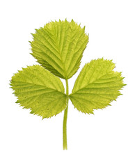 green leaf isolated on a white