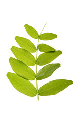 Obraz premium green leaf isolated on a white