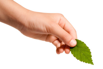 hand holding a leaf