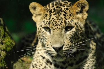 Naklejka na ściany i meble Sri Lanka Leopard