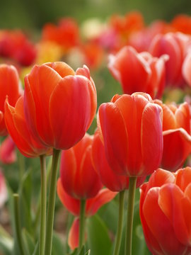 Fototapeta red tulips