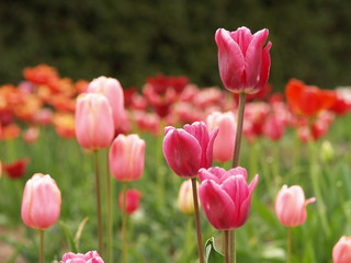 Fototapeta premium tulips