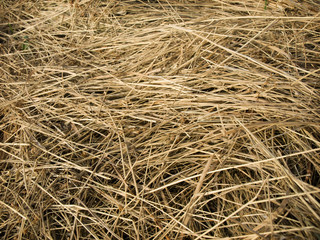 hay, close up