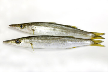 fish(kamasu)