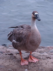 duck