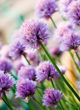 Fototapeta Chive Purple flower