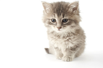 grey  kitten on a white background