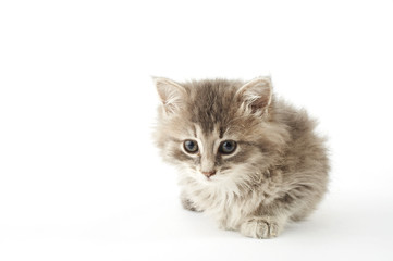 Fototapeta na wymiar stock Photography of grey kitten