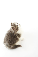 Grey and white kitten on a white background