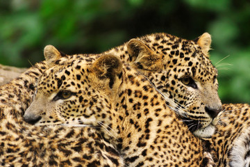 Naklejka na ściany i meble Sri Lanka Leopard