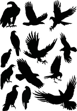 thirteen eagle silhouettes