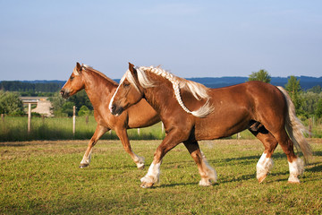 Süddeutsches Kaltblut & Haflinger