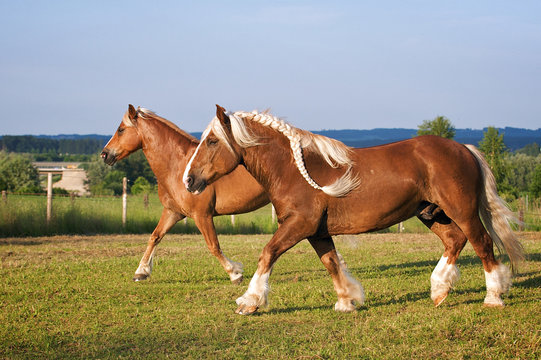 S&uuml;ddeutsches Kaltblut & Haflinger