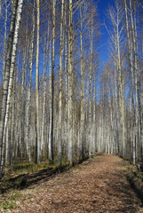 Birches in Spring. Finland
