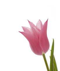 Fototapeta premium Tulip