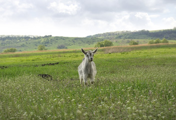 The little goat on a green meadow