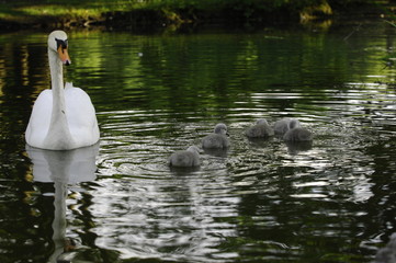 Schwan mit kleinen Küken im Wasser