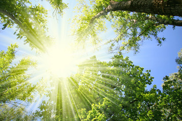 Fresh verdure in forest