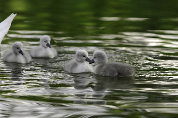 Schwan - Küken