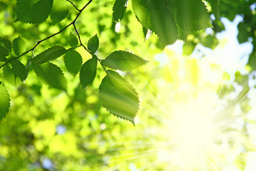 Naklejka premium Fresh verdure in forest