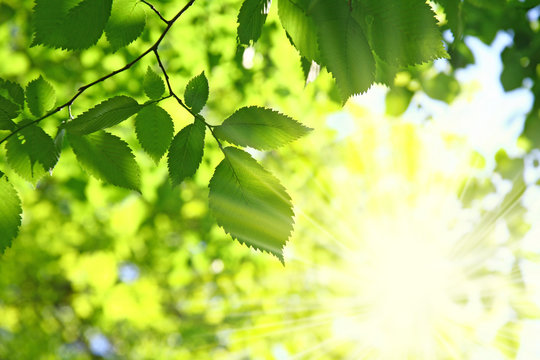Fresh verdure in forest