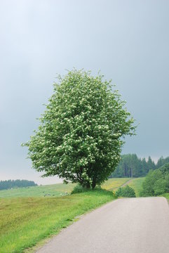 Eberesche