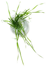 Bunch of the green herb, up