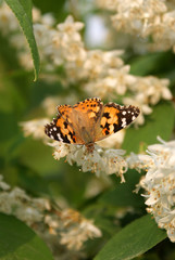 farfalla su ramo di deutzia