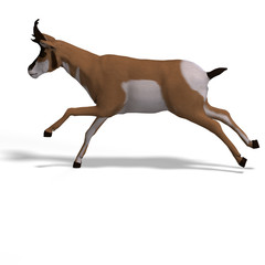 antelope