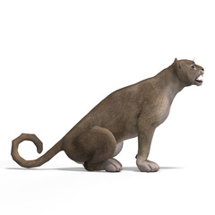 Big Cat Puma