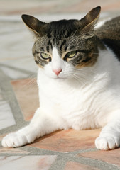 gros chat effrayé 2