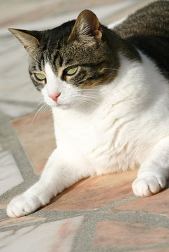 Gros Chat En Position De Sphinx Stock Photo Adobe Stock