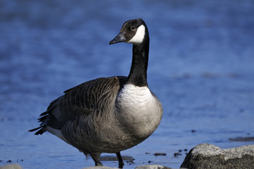 canada goose portrait