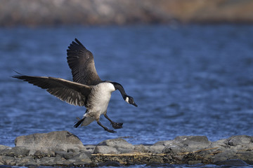 canada goose portrait