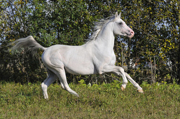 Obraz na płótnie Canvas white arabian horse runs gallop