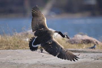 canada goose portrait