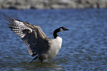 canada goose portrait