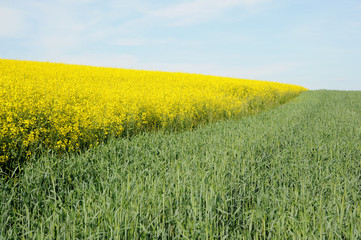 Oilseed rape and young wheat field