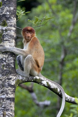 mono ardilla