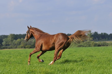 Fototapeta na wymiar red horse runs gallop on the meadow